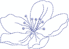 Blume a